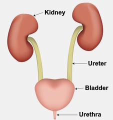 Anatomic illustration of the urinary system showing the kidney, ureter, bladder and urethra