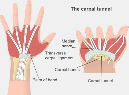 Diagram showing the nerves running through the carpal tunnel into the hand.